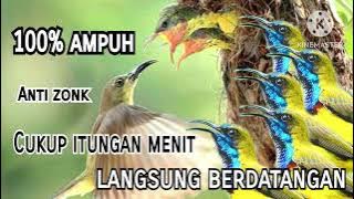 Suara Pikat Anakan Burung Sogok Ontong||100%Ampuh||Anti Zonk