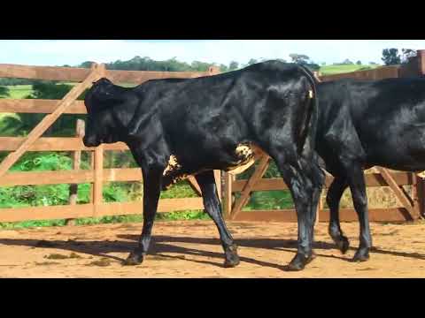 LOTE 84  7277 CC   7292 CC   1096 CB