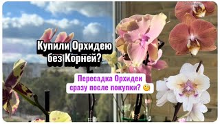 картинка: СРОЧНО пересаживать орхидею без корней? НЕ делайте этого! Цветущие Фаленопсисы осенью. #plants #fyp