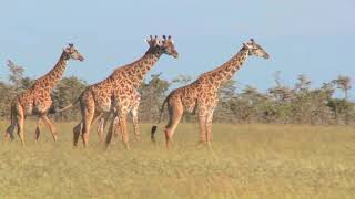 Tino Jonk In Afrika visualizer