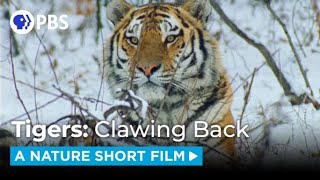 Tigers: Clawing Back  | A NATURE Short Film