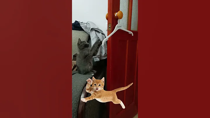 Video 11132421: kitten funnycats cutecat mainecoon, mainecoon kitten catlover funnycats, mainecoon cutecat funny, cat jumping