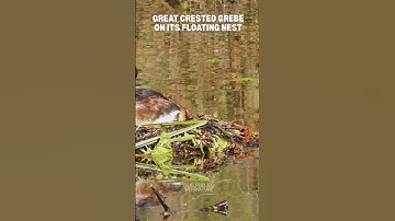 🌿🐦🌱Great Crested Grebe on Floating Nest