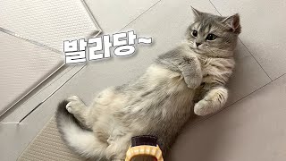 Vlogㅣ빗질이 좋은 순둥이ㅣ아기고양이 빗질 연습🪮ㅣ골골송ㅣ일상 브이로그 by 깨발랄프 : Bubbly Ralph  2,415 views 5 months ago 5 minutes, 29 seconds