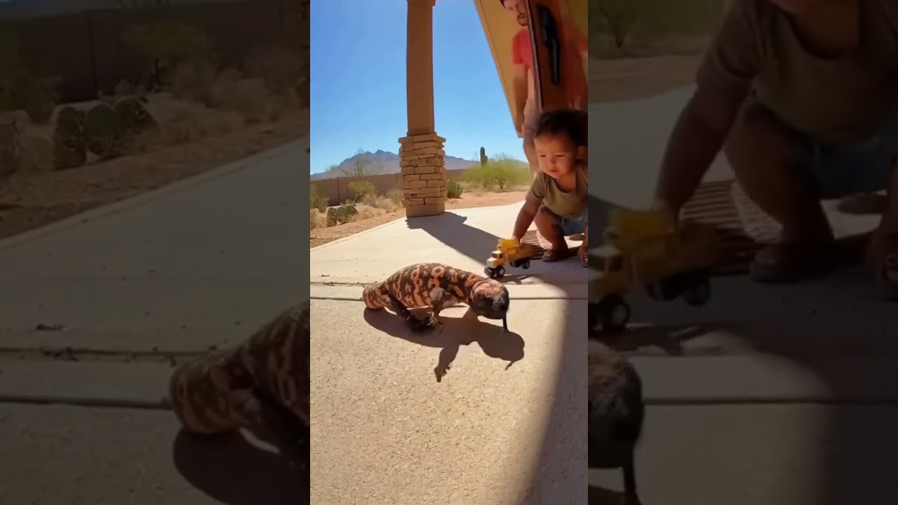 Man saves baby from Komodo Dragon Attack (Caught on Camera)