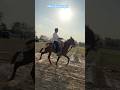 Lucknow Race 2026🔶 #sindhi #horse #indiansindhi #sindhiradhno #horseshorts