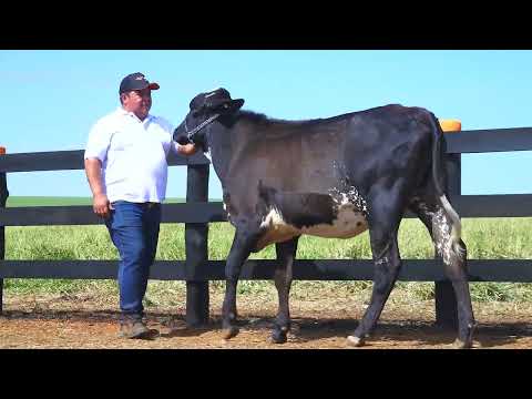 LOTE 25 1256 CU