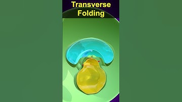 3D Embryonic Folding Animation - Craniocaudal and Transverse Folding #embryology #anatomy