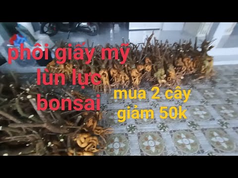 Video 21/10 phôi giấy mỹ hàng vip....0768219609 zalo - youtube