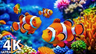 Aquarium 4K (ULTRA HD) 🐠 Coral Fish, Jellyfish & Underwater Views – Soft Music for Relaxation #2 screenshot 5