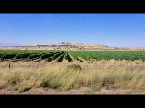 Video: Bagaimana Cara Menghilangkan Anggur Liar? Bagaimana Cara Mengeluarkan Anggur Maiden Dari Ladang Dan Kebun Selama-lamanya? Bagaimana Cara Memusnahkan Akar Di Negara Ini?