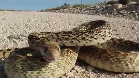 Sonoran Gopher Snake Hissing