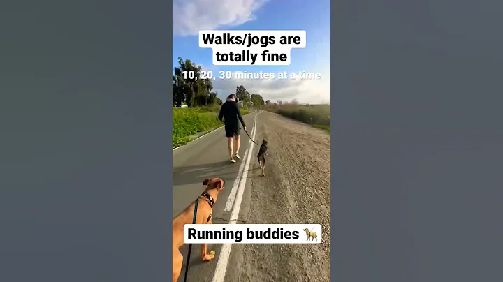Running Advice I Wish I Heard Sooner #shorts #running #beginners #dogs
