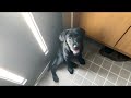 【切ない】とおせんぼするラブラドールレトリバー子犬 -Labrador puppy Do not go-