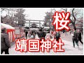 東京の桜 靖国神社標本木開花