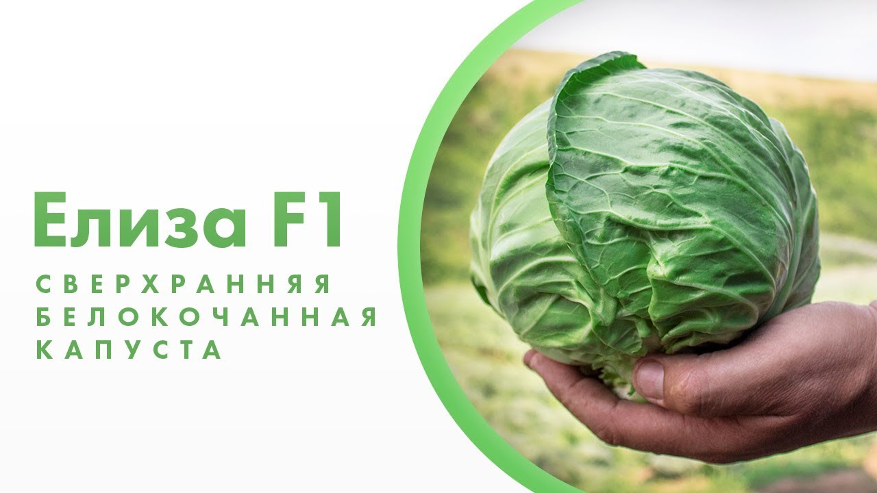 Элиза F1 - сверхранняя белокочанная капуста!