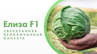 Элиза F1 - сверхранняя белокочанная капуста!