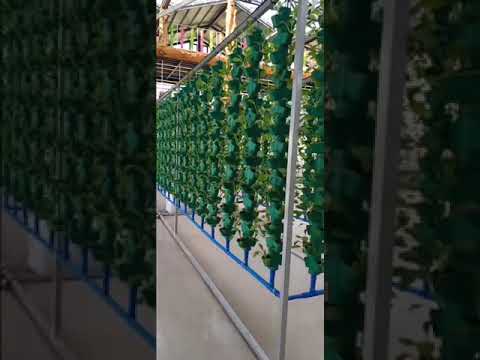 Vertical Hydroponics for Greenhouse Restaurant