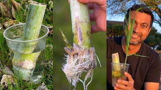 Easiest Way to Grow Sugarcane