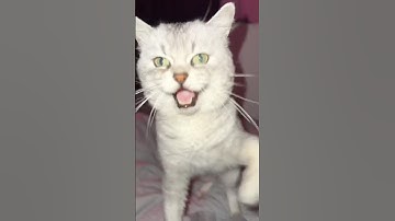 Squid Game For Cats..