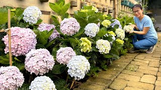 видео: Секреты выращивания великолепного цветника для любого пространства картинка: Секреты выращивания великолепного цветника для любого пространства