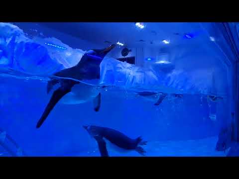 2021 12 05 ore 15:17:45 Dubai 4 (Dubai Aquarium & Underwater Zoo all'interno di Dubai Mall)