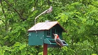 BIRDS WORLD / BIRD FEEDER 🇺🇸 by ALICE IN USA 161 views 2 days ago 5 minutes, 17 seconds