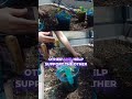 Support Your Peppers: The Secret to Growing Big and Strong!