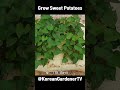 자루에 고구마를 심으면🍠ㅣGrow Sweet Potatoes #grow