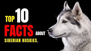 10 Things You Didn’t Know About the Siberian Husky | 10 INTERESTING FACTS about SIBERIAN HUSKIES. by All For Love 111 views 6 months ago 2 minutes, 52 seconds