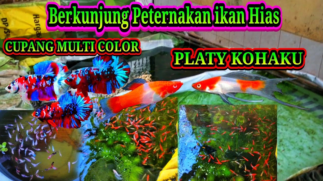 REVIEW PETERNAK Ikan CUPANG MULTI COLOR, Ikan PLATY KOHAKU,Ikan Manfish dan Ikan Guppy.