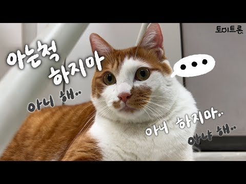 [장난감 나라의 트론이] EP. 280 아는 척 하지 마?