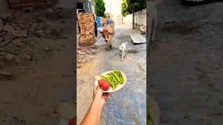 Unlikely friends: a Calf and a Golden Retriever Share Biscuits! 🐶🐮 #shorts #youtubeshorts #calf #dog