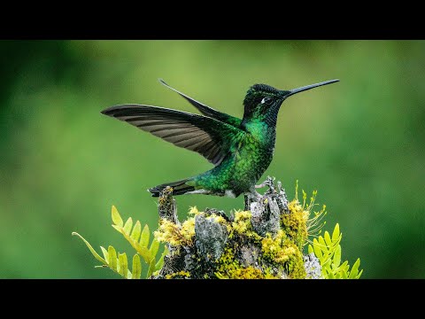 مناظر طبيعية مع اصوات الطبيعه الساحرة بدون موسيقي و بدون حقوق طبع ونشر وبجوده عالية