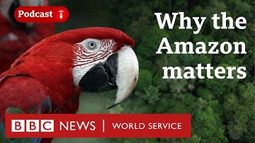 The Amazon: Why it matters to our climate - The Climate Question podcast, BBC World Service