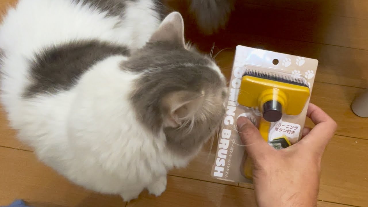 長毛猫 ブラッシング嫌いのジン君の為に１００均のグルーミングブラシ買いました Youtube