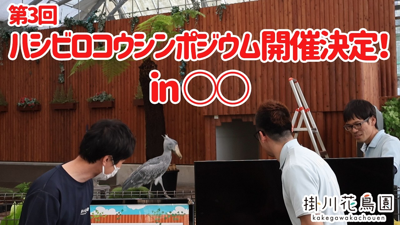 第3回ハシビロコウシンポジウム開催決定！in〇〇！！【掛川花鳥園公式】