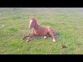 A foal 🐎 lies on the grass on a May day / Жеребёнок 🐴 лежит на траве майским днём + #horse #foal
