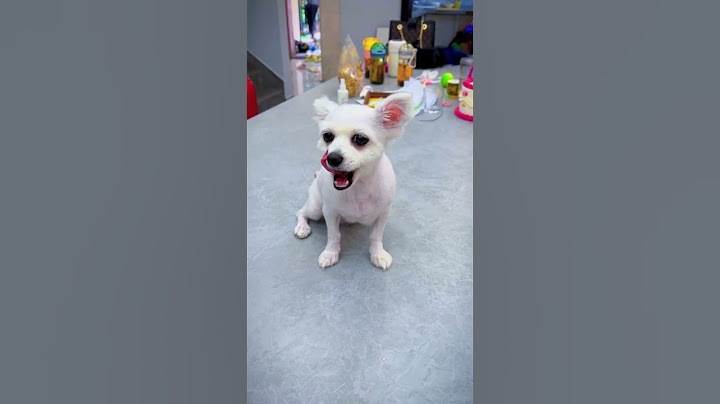 The dog made the right choice#Short #Officer Rabbit #angel