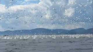 Northern Gannets mass diving for fish..awesome display Off Tadoussac, August 2012. Never seen before in that area, a colony of Northern Gannet was swarming a bank of fish and diving in mass...We were whale watching at the time, the captain said they never saw a colony in this area. It had just arrived 2 days before. Seems there is only 3 colonies in eastern Canada and they thought it was the Anticosti colony that moved after blasting sonar tests begun for oil research 24 hours before. Highly unusual...and they say sonar blasting was harmless...