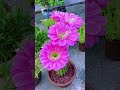 Beautiful flower  #nature #travel #viral #vlog #flowers #shortvideo