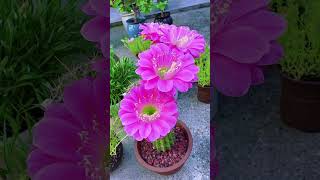 Beautiful flower  #nature #travel #viral #vlog #flowers #shortvideo