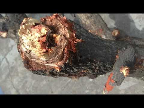 A part of old mango tree which fall on the night