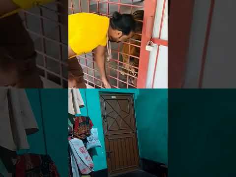 Oi Dani Oliullah Lion Animals Hiphopmusic Musicstyle Funny Angrytiger Hiphoporrap