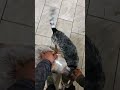 Don’t forget to enjoy the little moments ✅🤘🏾 #diy #fy #blueheeler #dogs #coffee