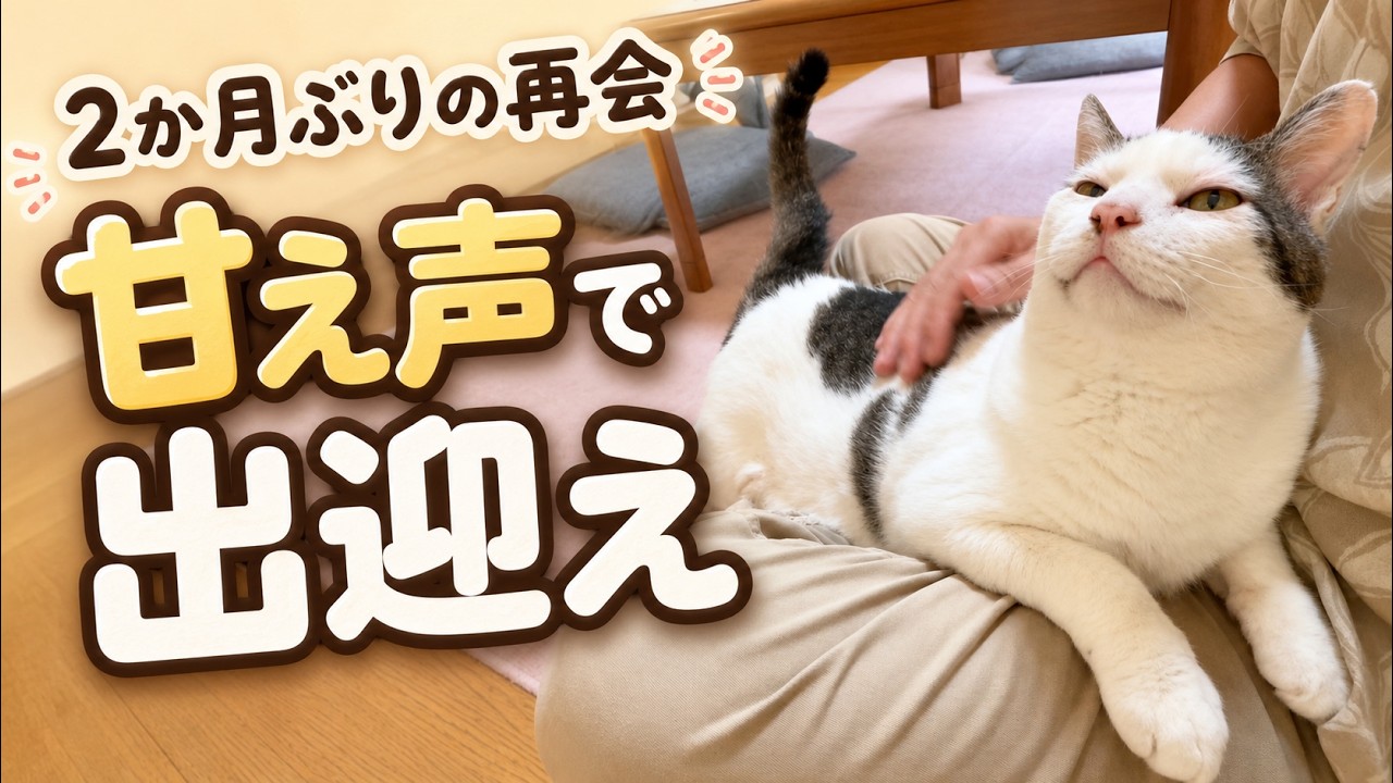 ねこじろう Shiro's Sweet Meows] A Reunion After 2 Months: A Look at Shiro's