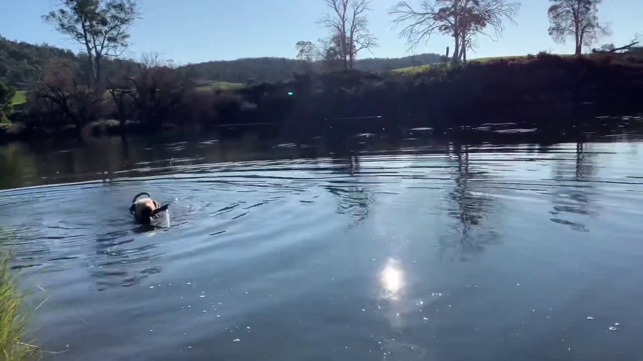 Airedale Terrier swimming and shaking