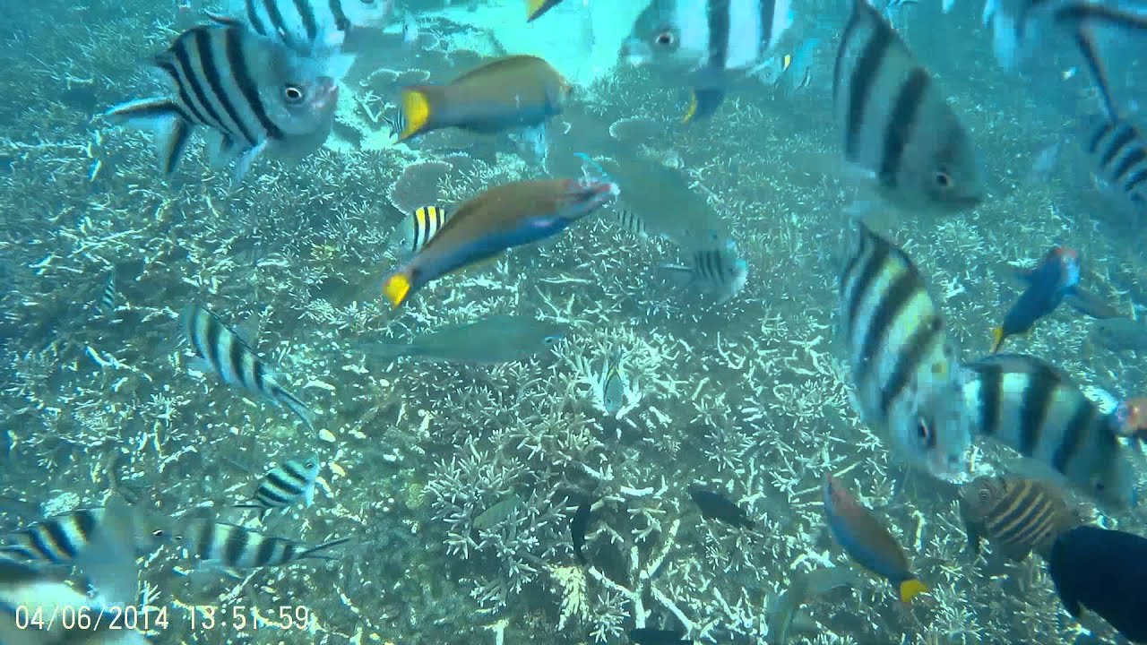 Tioman Island Travel Blog The Fullest Tioman Travel Guide For First Timers Living Nomads Travel Tips Guides News Information Tioman Island Island Travel Malaysia Travel
