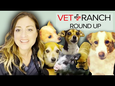 Vet Ranch RoundUp: Title? - Vet Ranch RoundUp: Title?