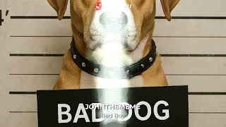 Jtmi - Bad Boy - No Copyright